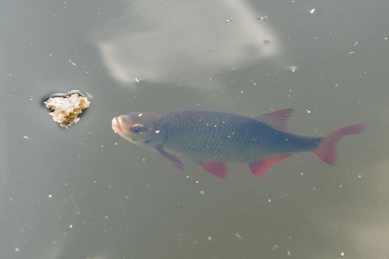 Schwimmpod An Der Peene Campsite *